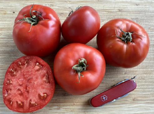 Mystery Tomato Medley #1- Pack of 25 seeds- five varieties blended together.