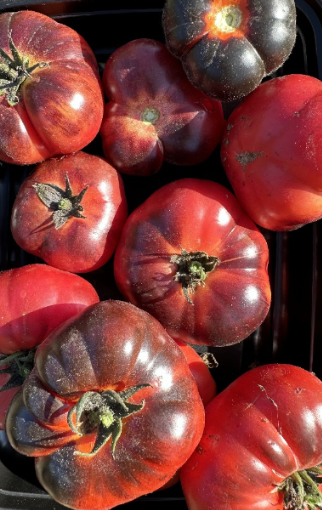 California Black Beauty- OP tomato seeds - Pack of 25 seeds