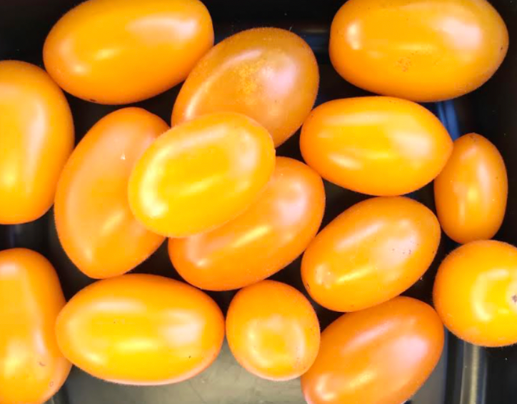 Goldie- OP tomato seeds - Pack of 25 seeds