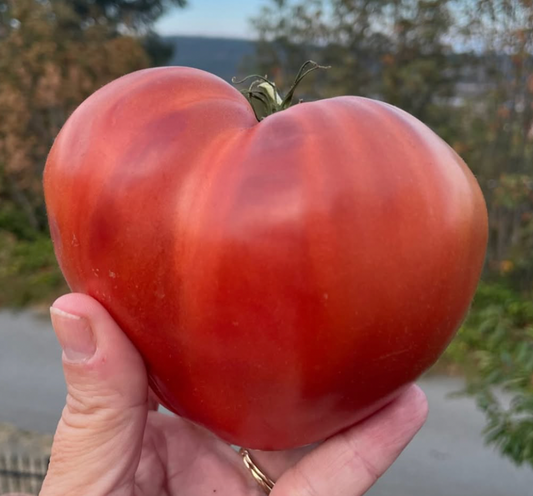 Tundra- OP tomato seeds- Pack of 25 seeds