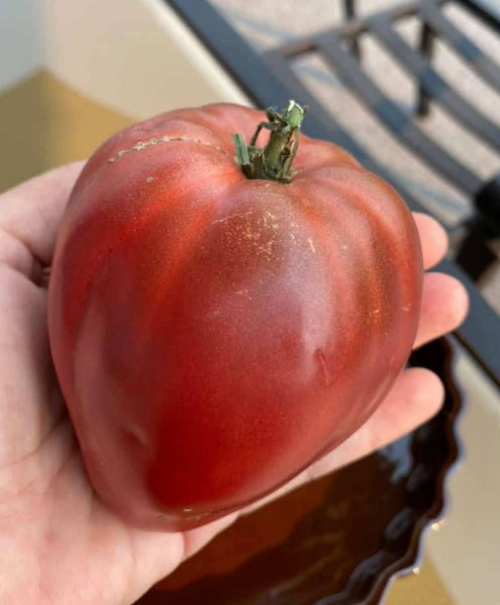 Chinook- OP tomato seeds- Pack of 25 seeds