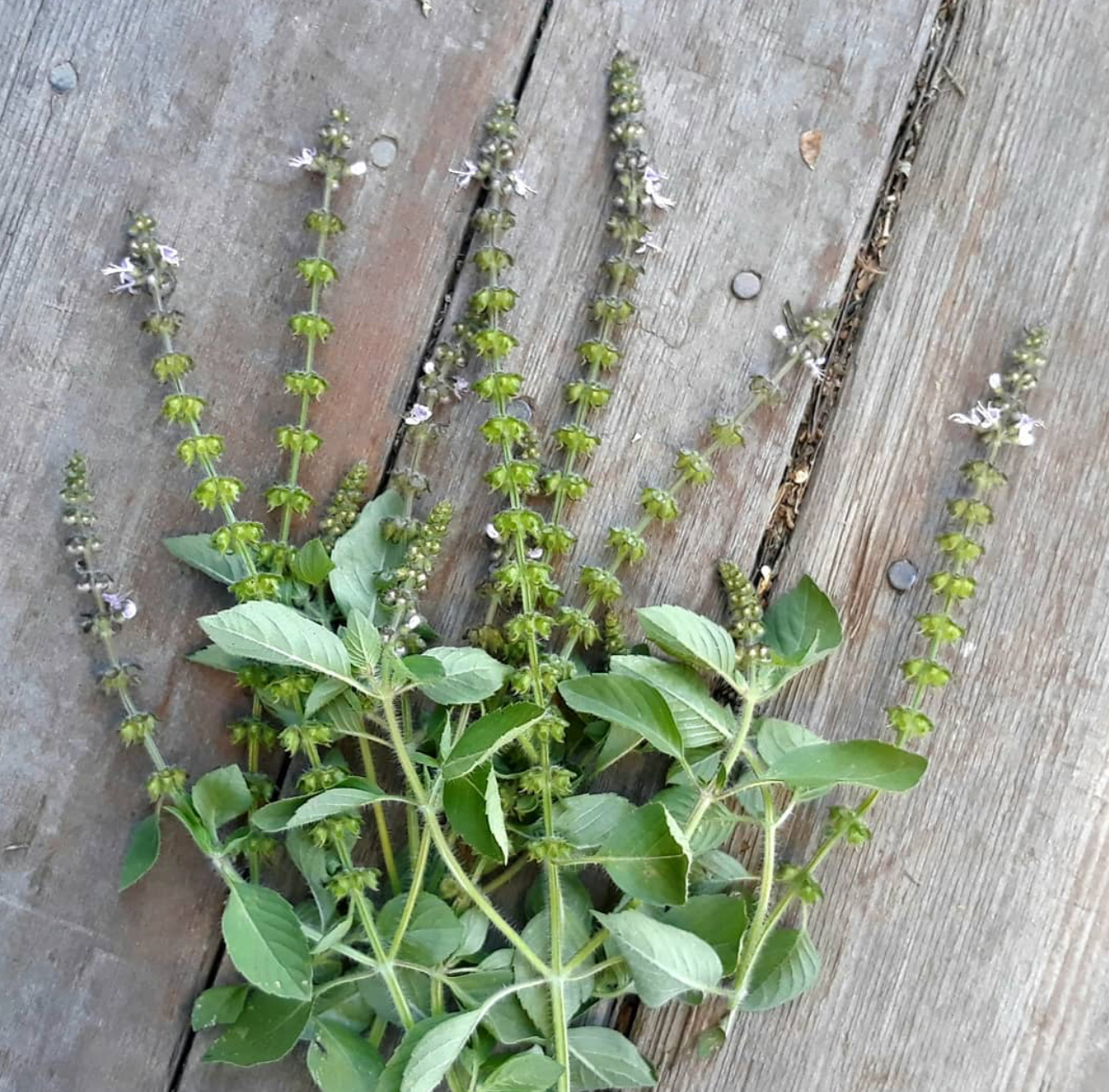 Besobela (Ethiopian Holy Basil)- OP seeds- Pack of 200 seeds