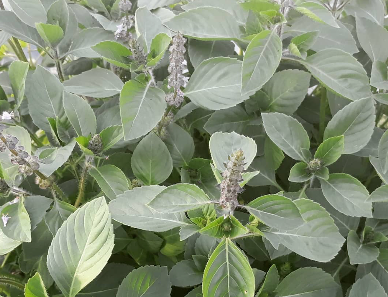 Besobela (Ethiopian Holy Basil)- OP seeds- Pack of 200 seeds