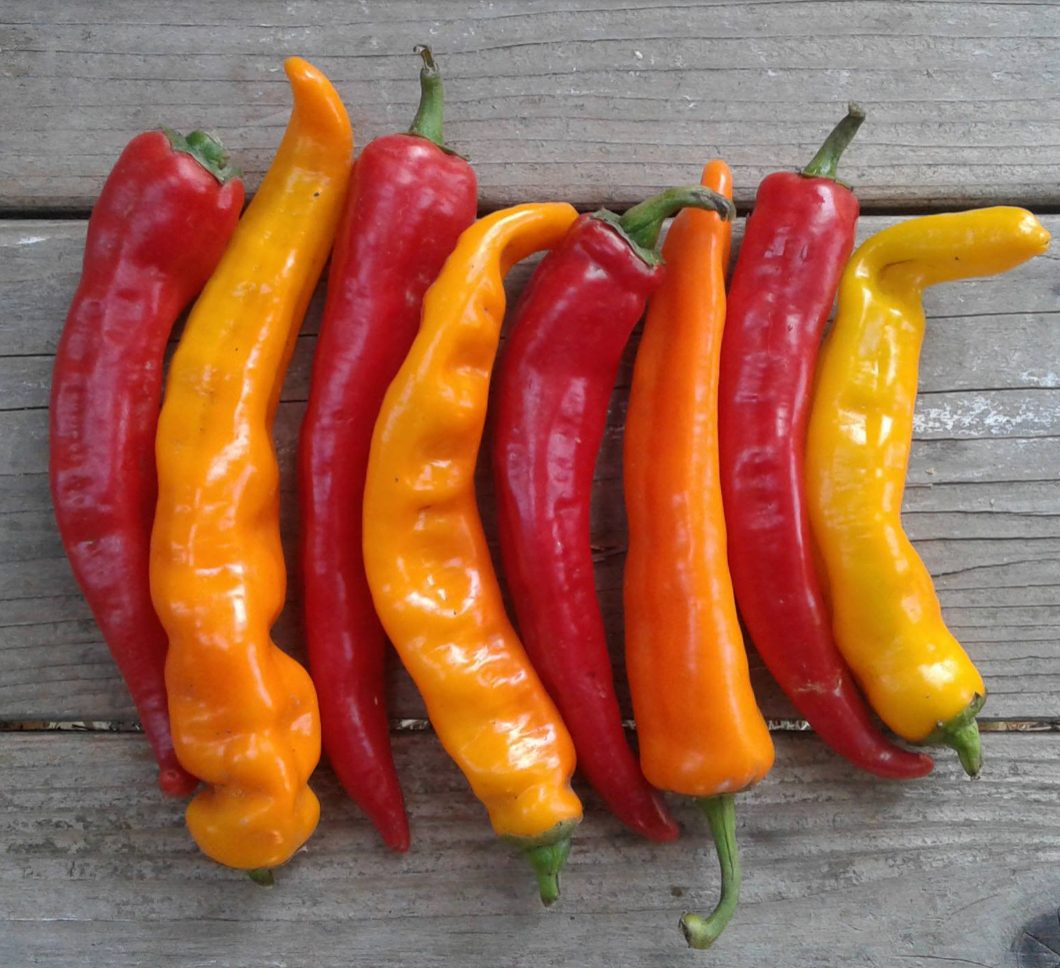 Dolce di Minervino - Peppers- OP - 20 seeds