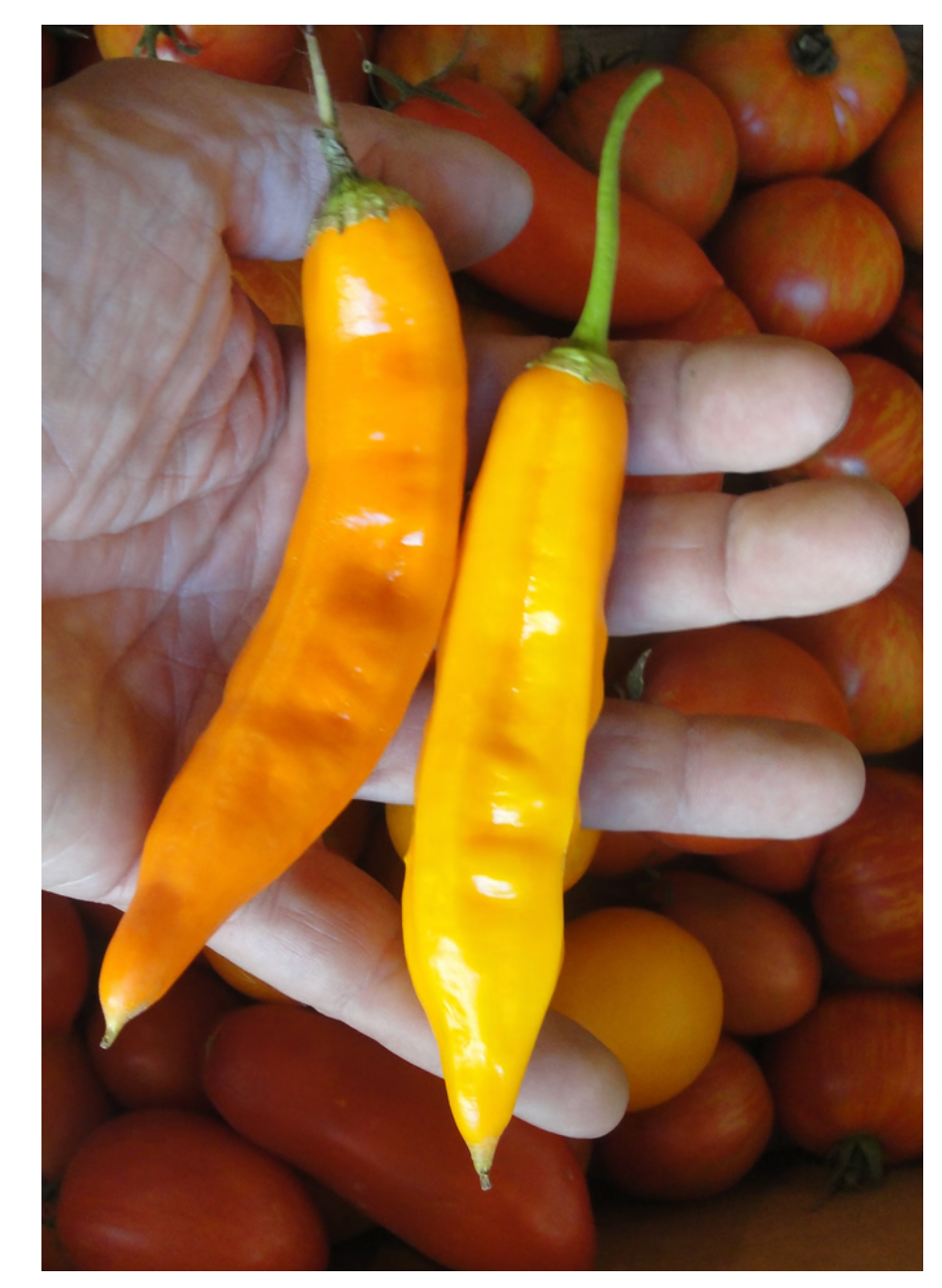 Aji Amarillo - Peppers- OP - 20 seeds