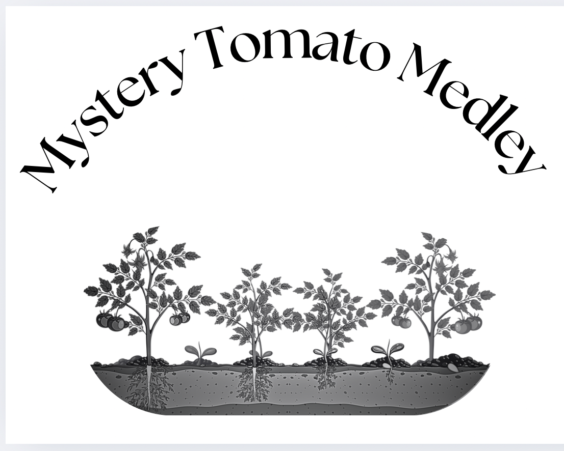 Mystery Tomato Medley #3- Pack of 25 seeds- five varieties blended together (Copy)