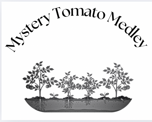 Mystery Tomato Medley #1- Pack of 25 seeds- five varieties blended together.