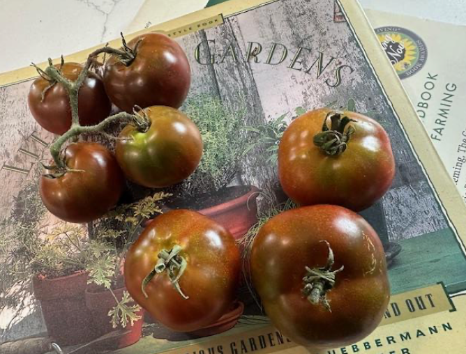 Twister- OP tomato seeds- Pack of 25 seeds