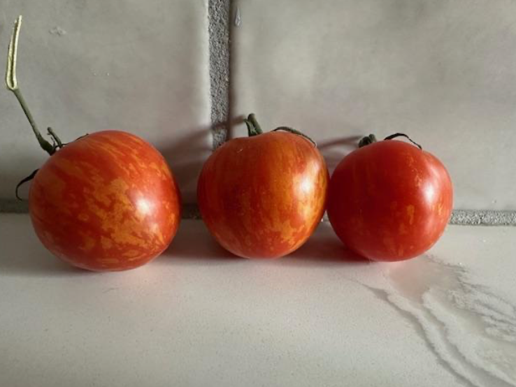 Ruby Slippers- OP tomato seeds- Pack of 25 seeds