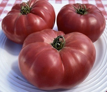 Pink Lebanese- OP tomato seeds - Pack of 25 seeds