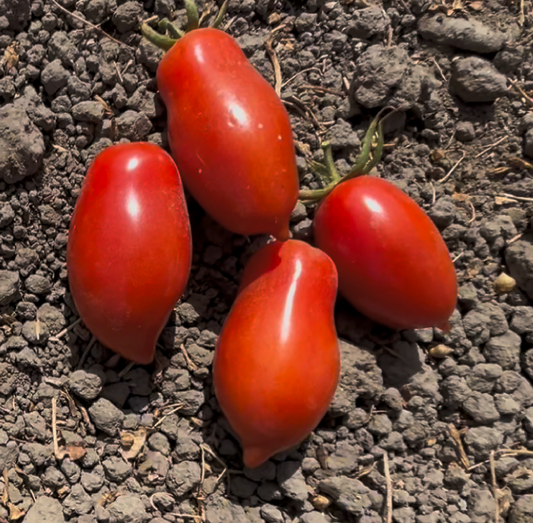 Fire Plum- F1 hybrid tomato seeds- Pack of 25 seeds