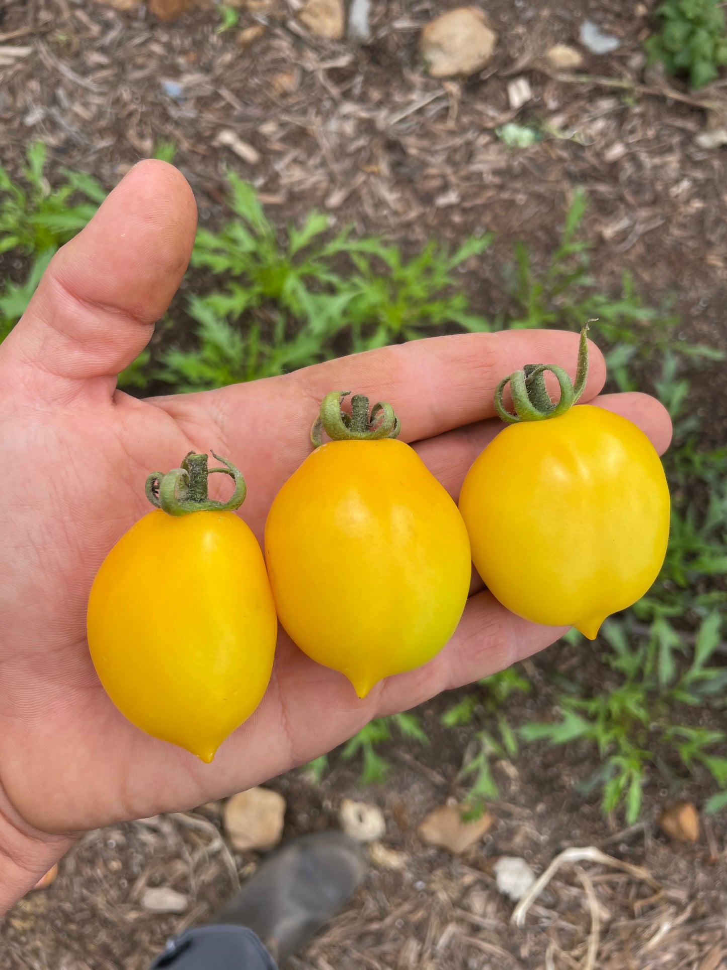 Piennolo Yellow - 25 seed pack