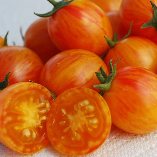 Sunrise Bumblebee - OP tomato seeds- Pack of 25 seeds