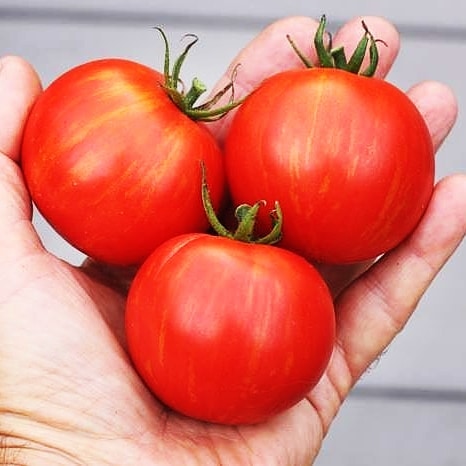 Talvez - F1 hybrid tomato seeds - 25 pack